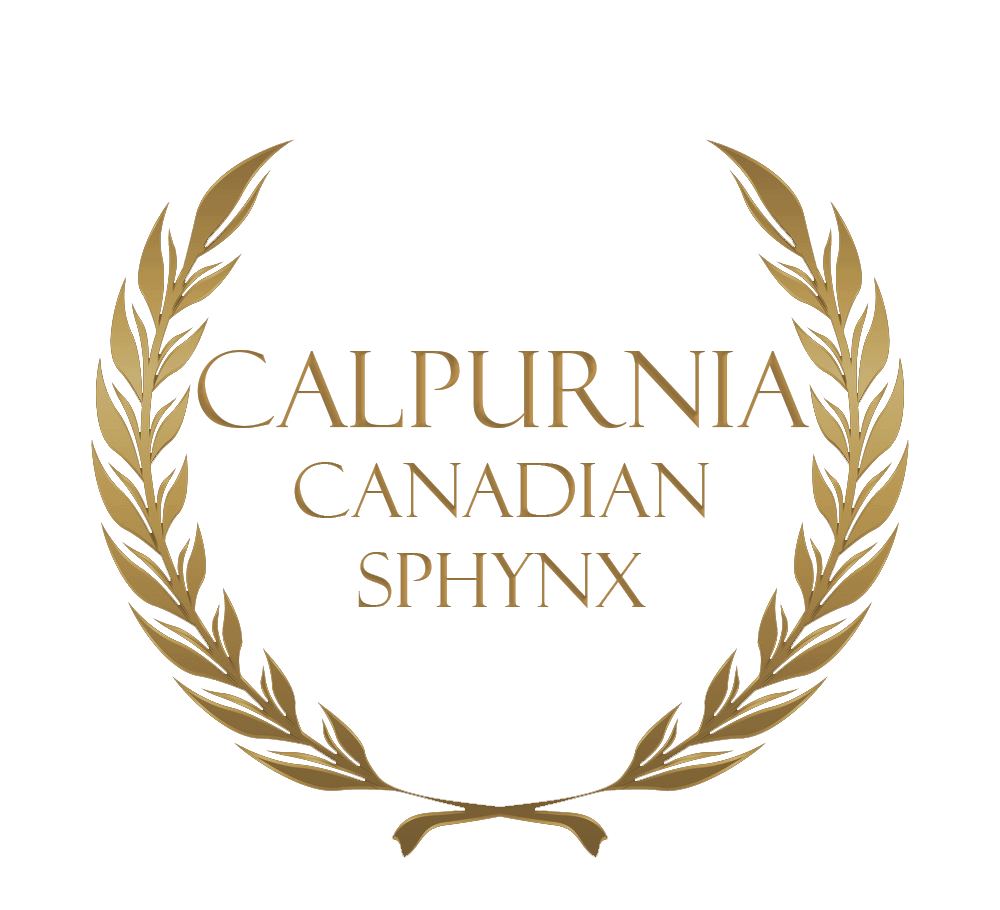 Calpurnia Canadian Sphynx Cattery