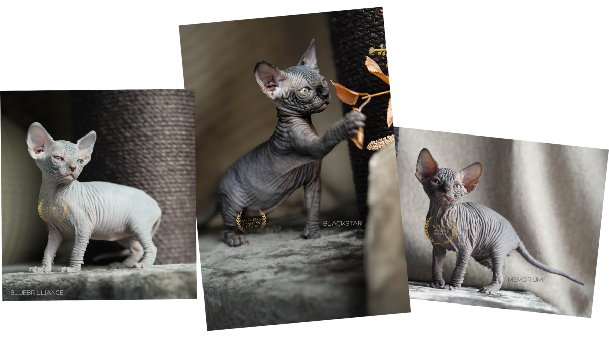 Sfinx-pentu rentoutumassa kodin arjessa, turvallinen kasvuympäristö.