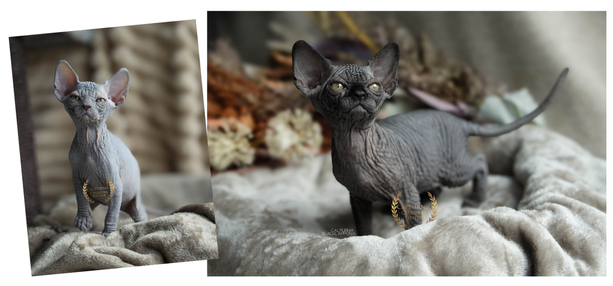 Kanadan sfinx -pentu tarkkailemassa ympäristöään, säännöllisesti terveystutkitut linjat.