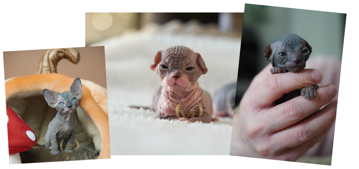 Kanadan sfinx -pentu varhaisiässä pehmeällä alustalla, esimerkki terveestä ihon ja kehon kehityksestä.