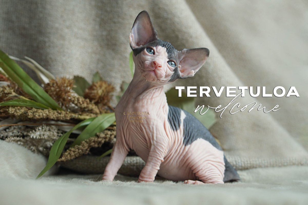 Sfinx kissa kasvattaja Suomi Calpurnia Sphynx